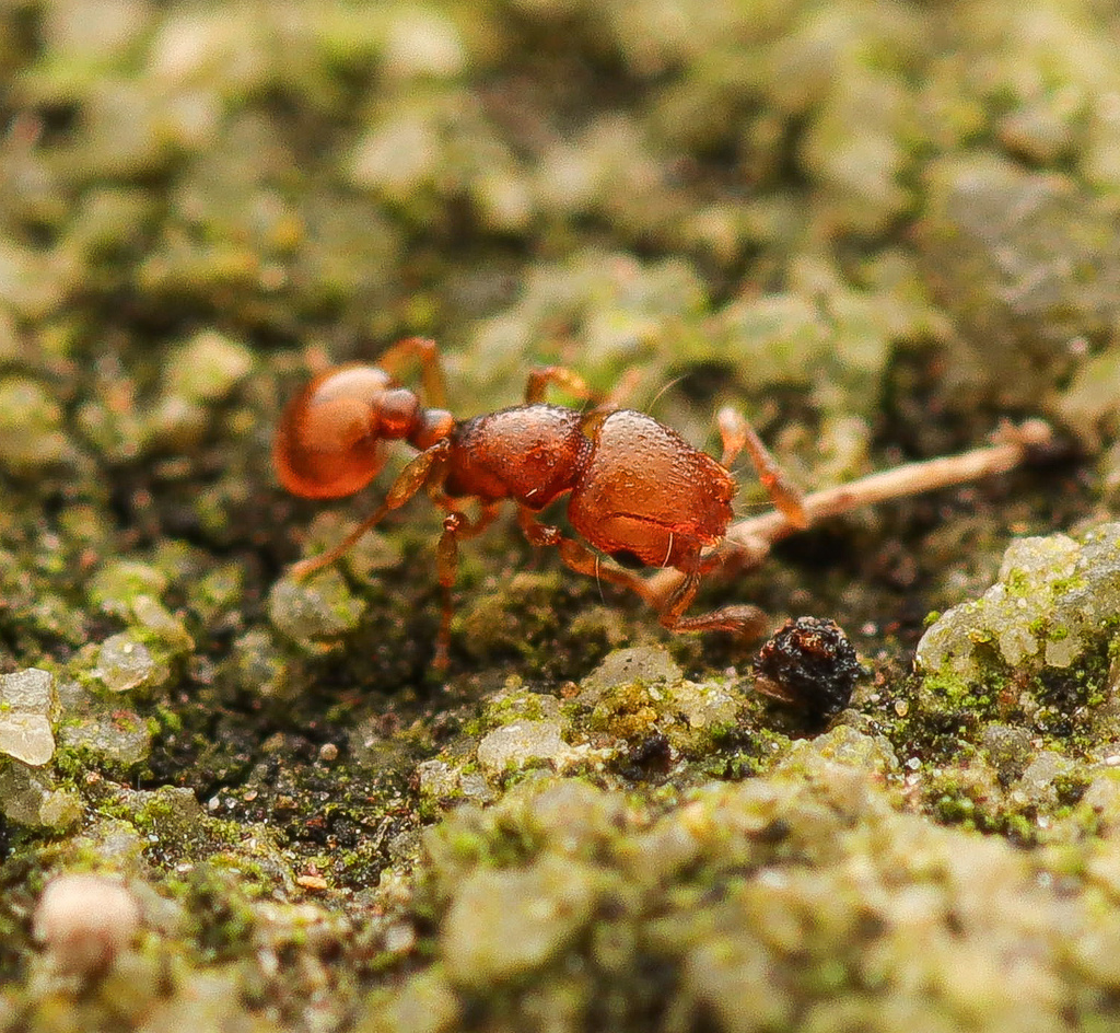 Mayriella overbecki