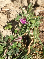 Polygala rupestris