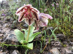 Fritillaria purdyi