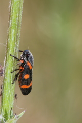 Cercopis intermedia