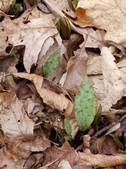Erythronium americanum