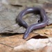 Brown Caecilian - Photo (c) QuestaGame, some rights reserved (CC BY-NC-ND), uploaded by QuestaGame