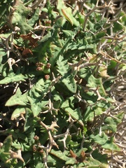 Launaea cervicornis