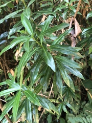 Strophanthus speciosus