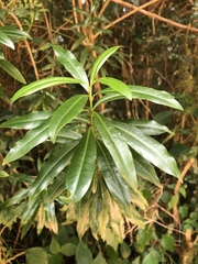 Strophanthus speciosus
