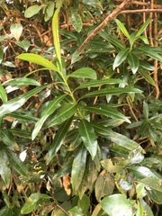 Strophanthus speciosus