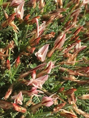 Astragalus balearicus