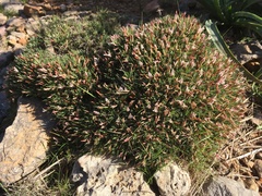 Astragalus balearicus