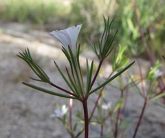 Linanthus bigelovii