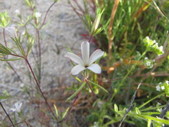 Linanthus bigelovii