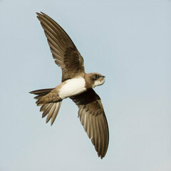 Alpine Swift photo 3