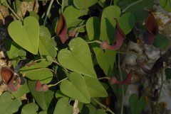 Aristolochia baetica