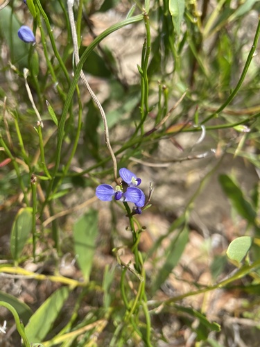 Comesperma volubile (Comesperma volubile)