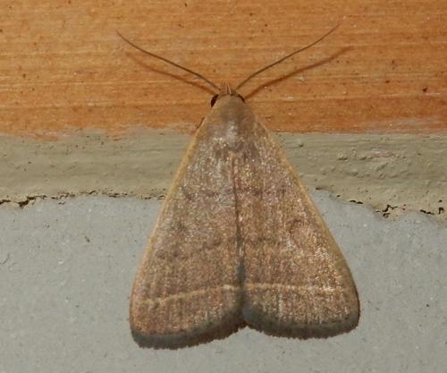 Simplicia extinctalis Zeller, 1852