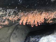 Ectopleura