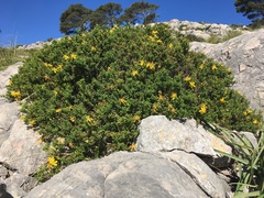 Hypericum balearicum