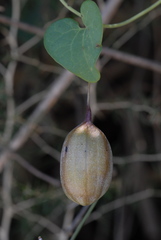Aristolochia baetica