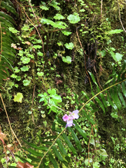 Cardamine nuttallii