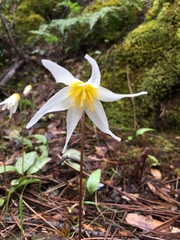 Erythronium helenae