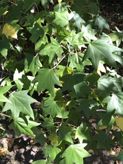 Liquidambar styraciflua