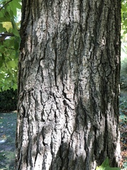 Liquidambar styraciflua