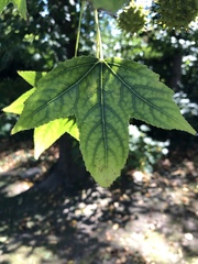 Liquidambar styraciflua