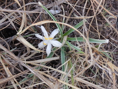 Leucocrinum montanum