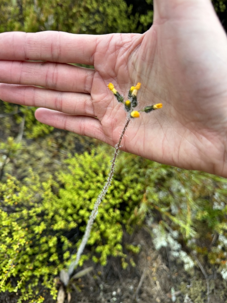 meadow hawkweed from South Island/Te Waipounamu, Hanmer Springs