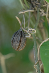 Aristolochia baetica