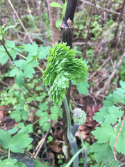 Thalictrum fendleri polycarpum