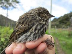 Geospizopsis unicolor