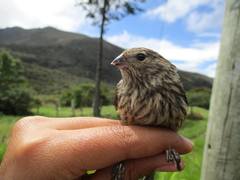 Geospizopsis unicolor
