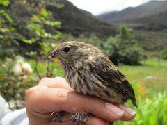 Geospizopsis unicolor