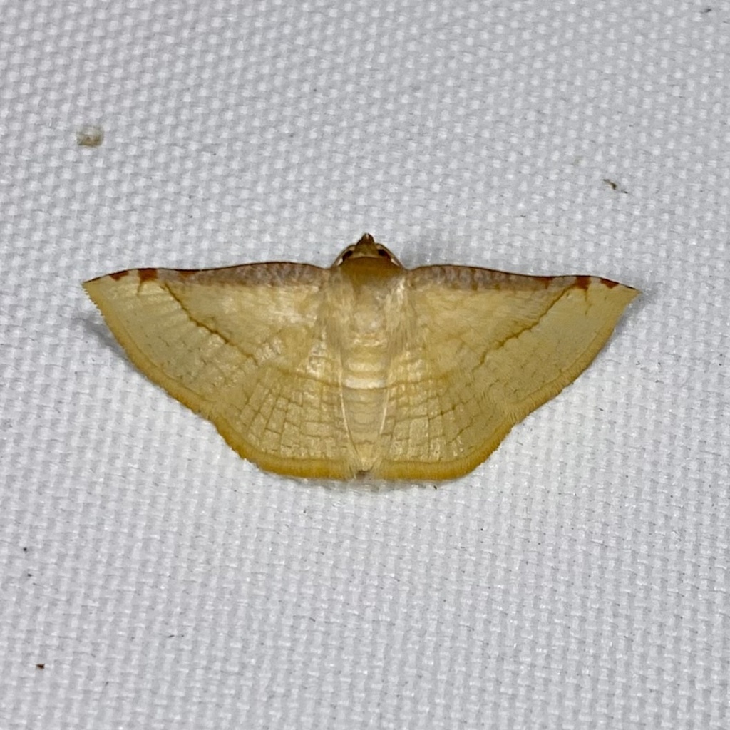 Herimba stramentaria