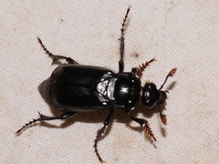 Nicrophorus humator