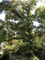 Liquidambar styraciflua