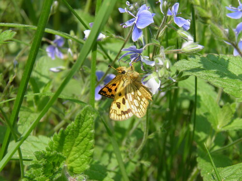 Geltonmargė Hesperija