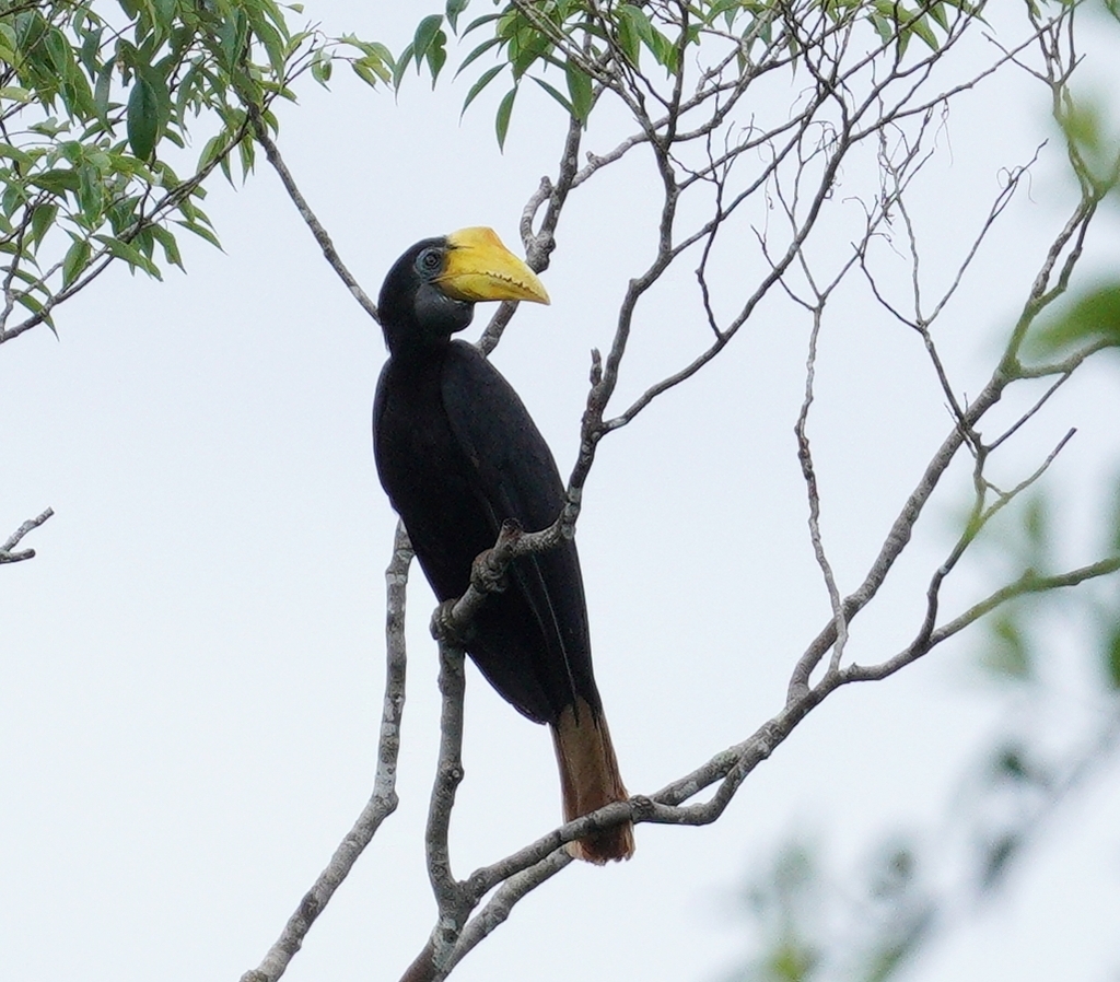 Wrinkled Hornbill