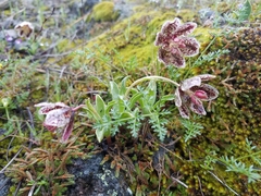 Fritillaria purdyi