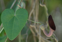 Aristolochia baetica