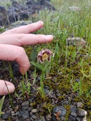 Fritillaria purdyi