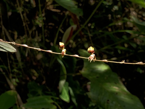 Oncidium poikilostalix, photograph 6