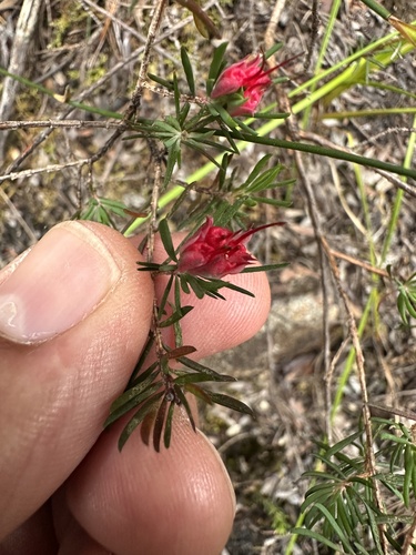 Darwinia taxifolia, photograph 3