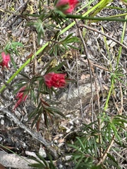 Darwinia taxifolia, photograph (c) prossington, some rights reserved (CC BY)