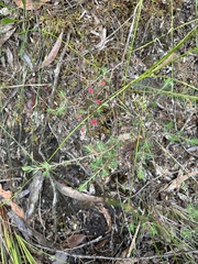 Darwinia taxifolia, photograph (c) prossington, some rights reserved (CC BY)