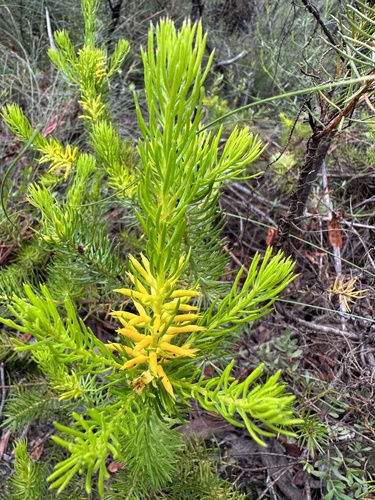 Needle Geebung (Persoonia acerosa)