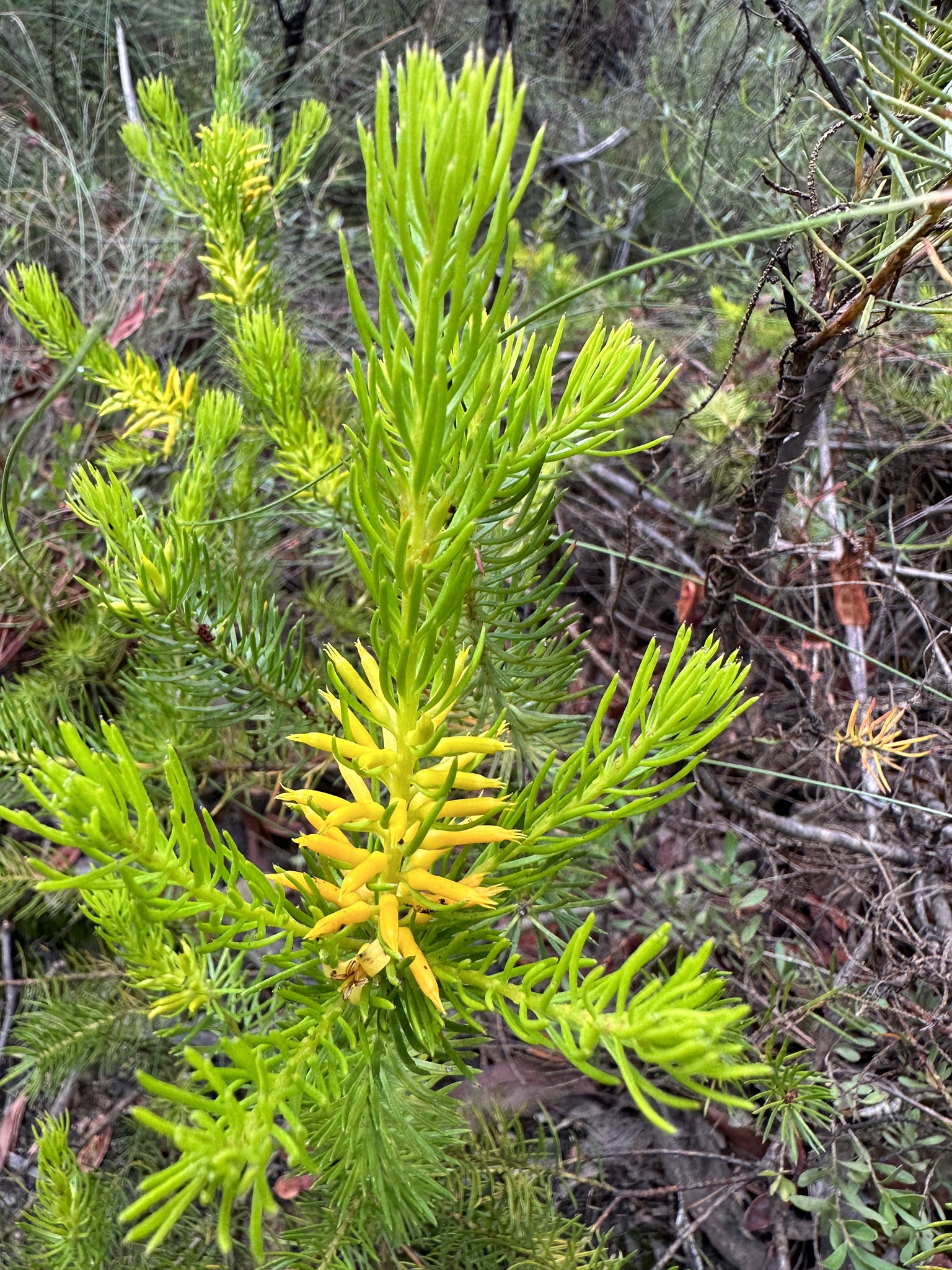 Needle Geebung (Persoonia acerosa)