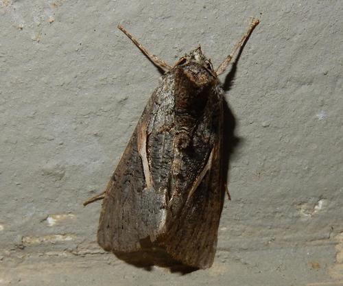 Streaked Plusia