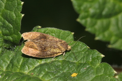 Ptycholoma lecheana