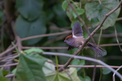 Ashy-throated Parrotbill